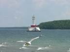Round Island Passage Lighthouse, Herring Gull