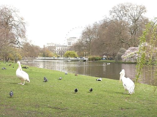 Pelicans in St. James Park - London