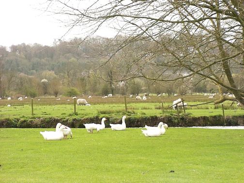 sheep and geese along the River Avon