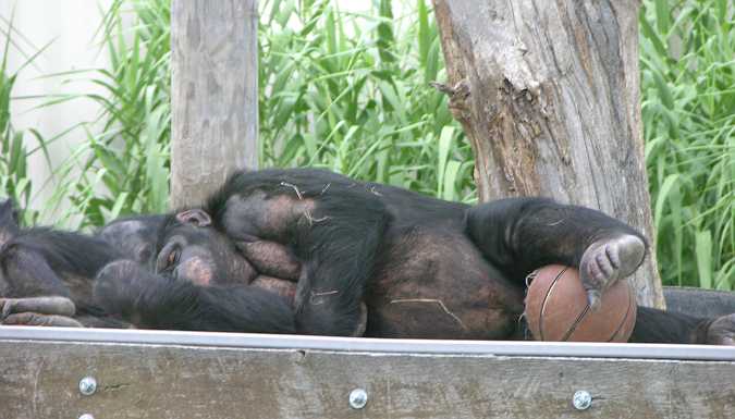 chimpanzee