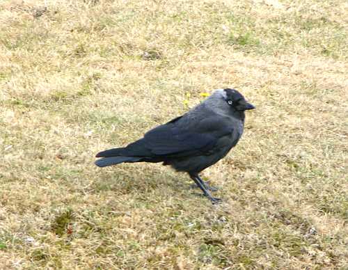 Jackdaw in Stirling Castle