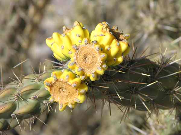 Cactus in bloom in White Sands National Monument.