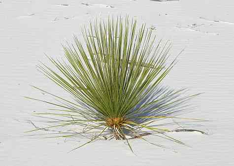 Yacca at White Sands National Monument