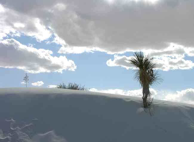 Sand dunes and yacca in WHite Sands National Monument