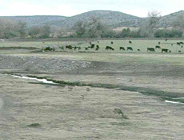 White tailed deer in New Mexico