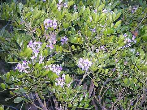 Flowers along road to Carlsbad Caverns National Park.