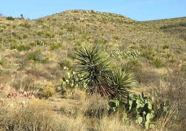cactus and yucca in Carlsbad Caverns National Park