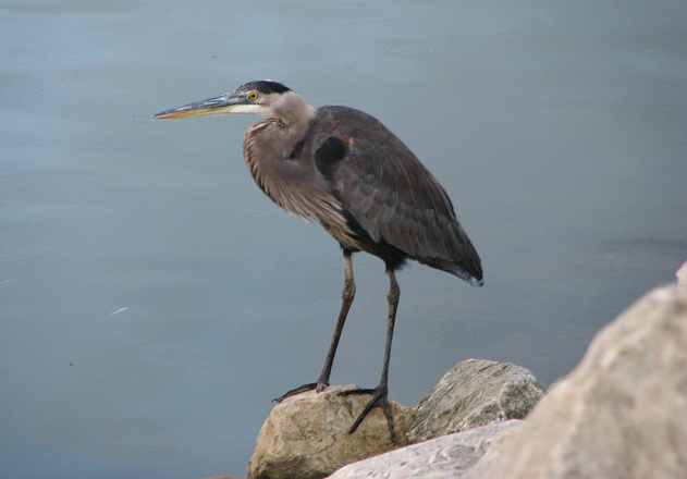 Great blue heron