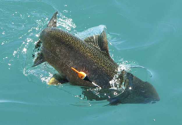 Lake Trout