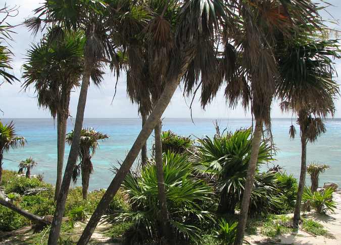 View from my table at Coconuts on Cozumel