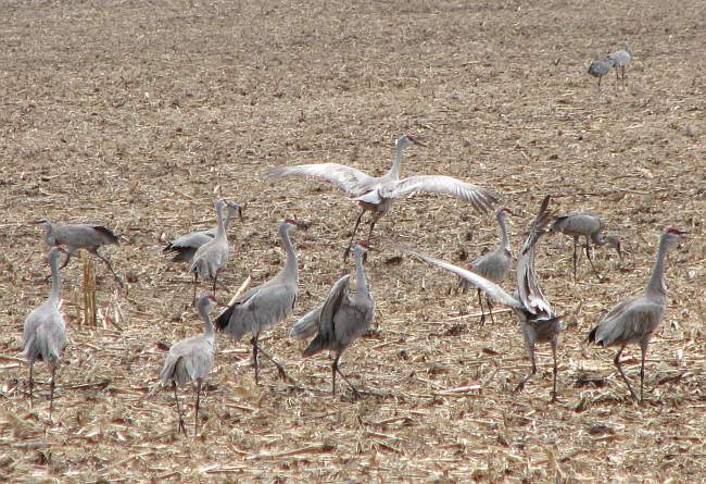 Sandhill Cranes