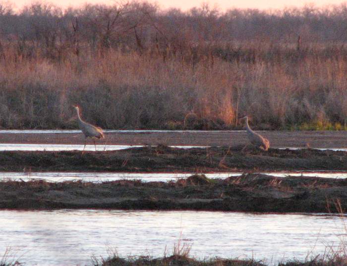 Sandhill Cranes in the Platte River near Grand Island, Nebraska