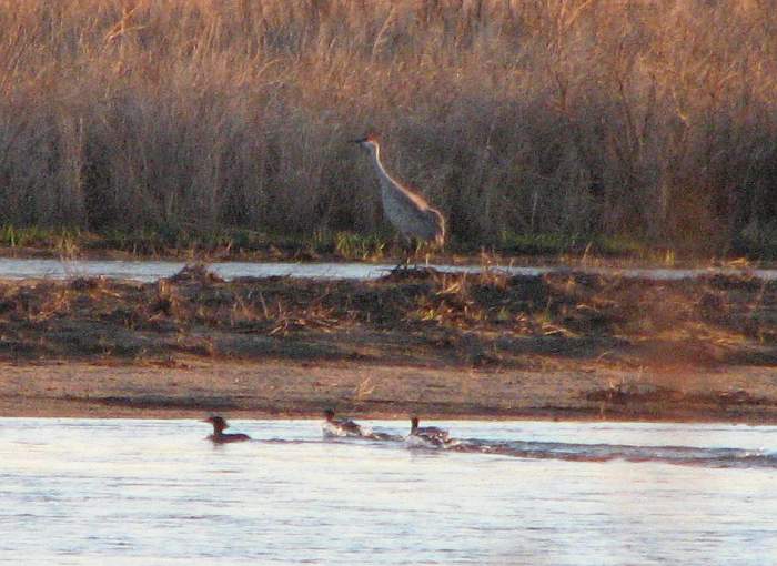 Sandhill Crane and Red-breasted Mergansers