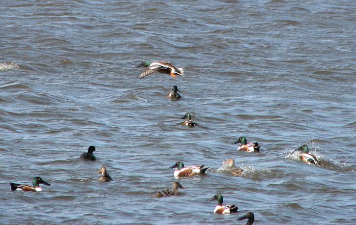 Shovelers and American Coot at Squaw Creek National Wildlife Refuge