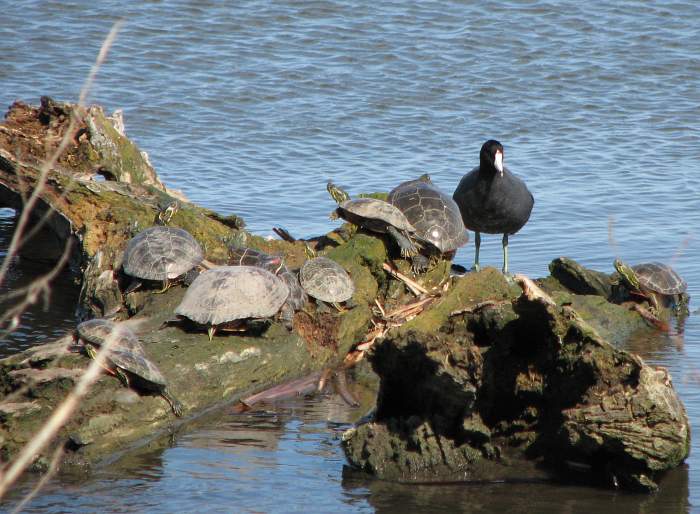 Western Painted Turtles, Red-eared Slider, and American Coot