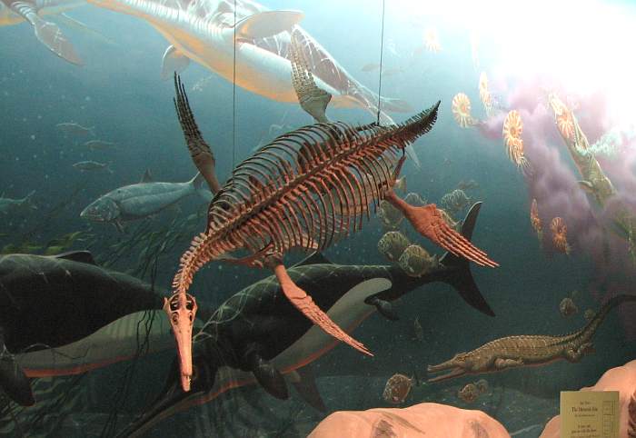 Pliosair Dolichorhynchops osborni