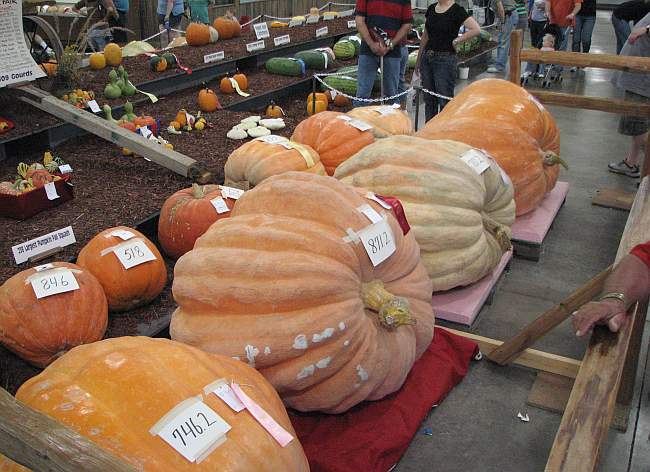 Giant pumpkins at the Kansas State Fair