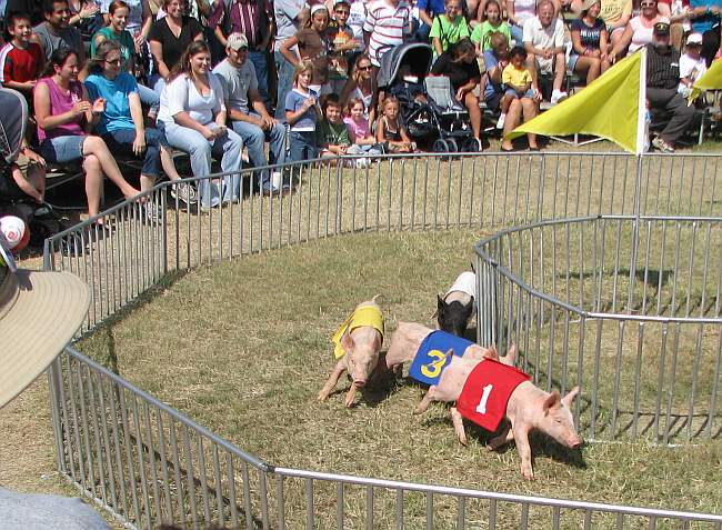 Pig Races at the Kansas State Fair