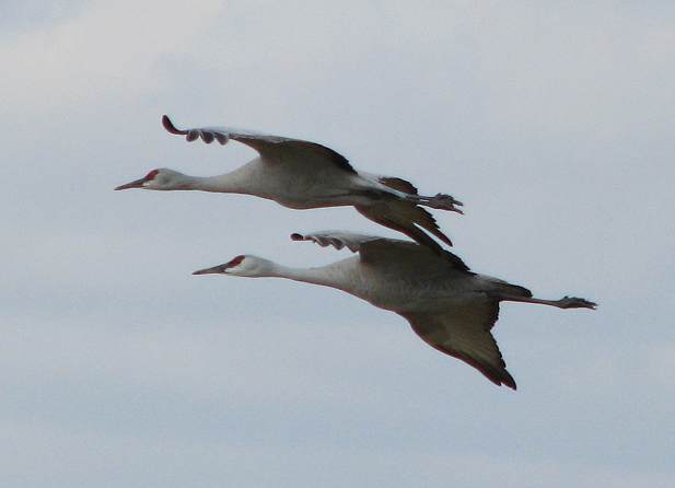 sandhill cranes in flight.