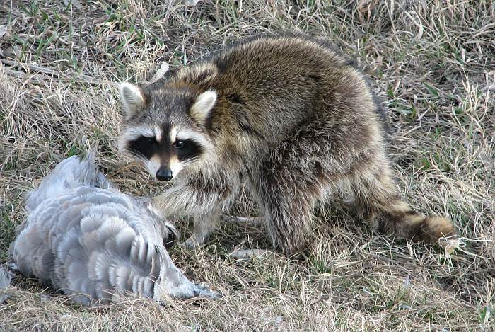 Raccoon with sandhill crane carcass.