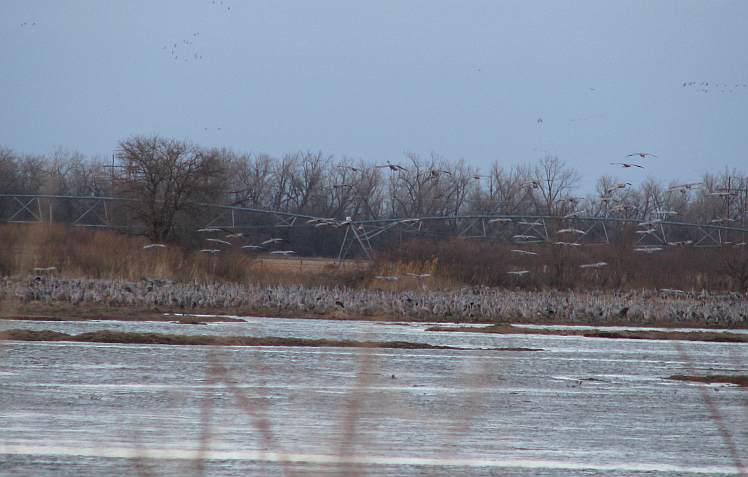 Sandhill cranes along the Platte River.