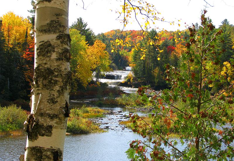 Tahquamenon Falls in autumn with birch tree