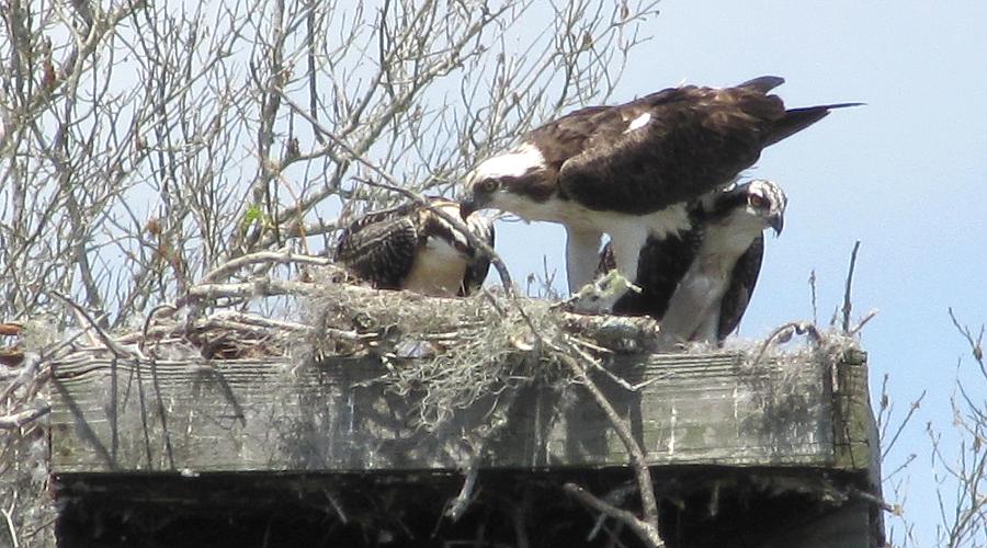 Ospreys