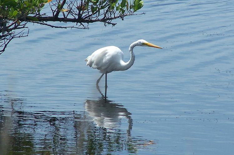 Great Egret (Ardea alba)