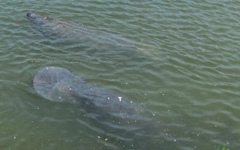Manatees (Trichechidae Trichechus)