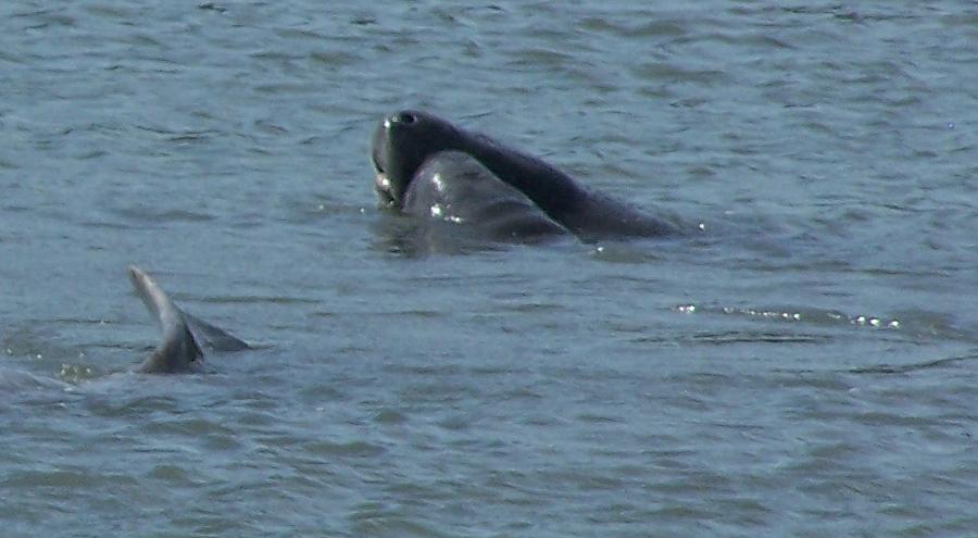 Manatees