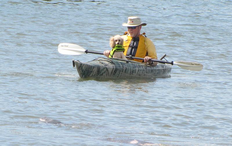 Kayaker and manatee