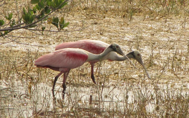 roseate spoonbills