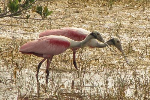 roseate spoonbills