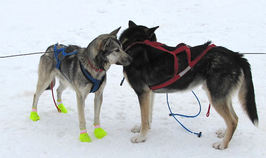 sled dogs