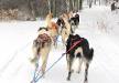 Dog sledding at Boyne Higlands in Harbor Springs, Michigan