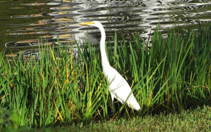 Great Egret (Ardea alba) - Florida