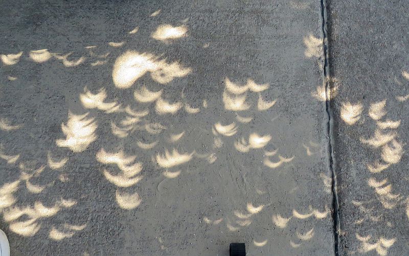 Eclipse crescents on the ground beneat a tree