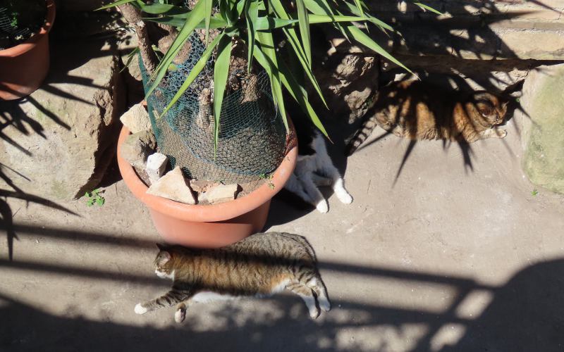 Torre Argentina Cat Sanctuary - Rome, Italy