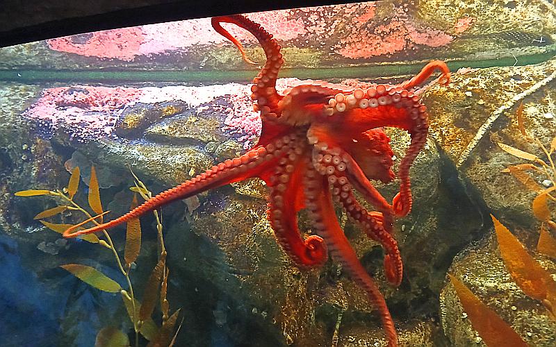 Shark Reef Aquarium at Mandalay Bay