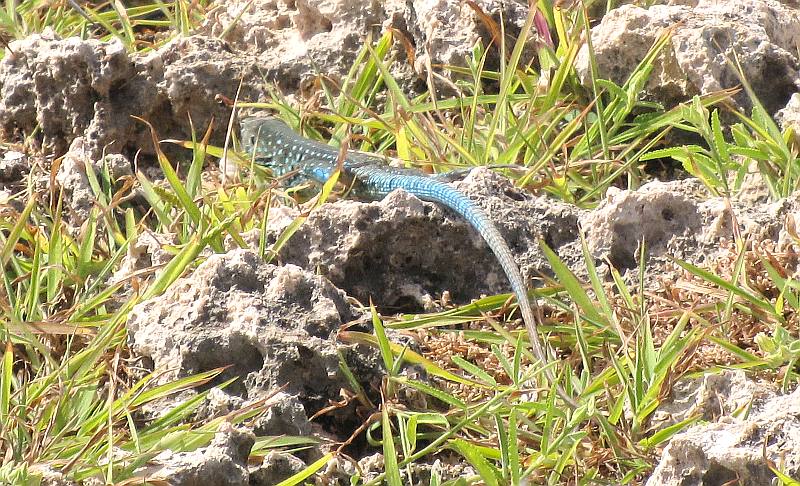 Aruba Whiptail Lizard