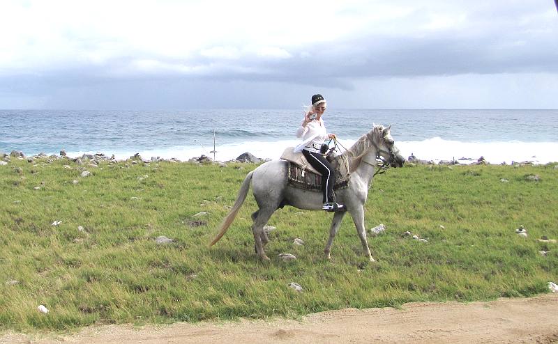 Paso Fino horse - Aruba