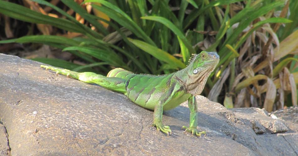 Aruban Iguana