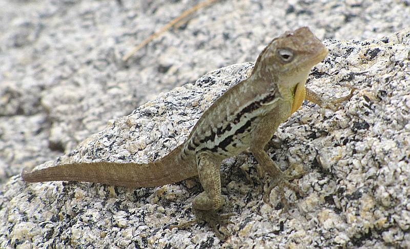 Aruba Lizzard