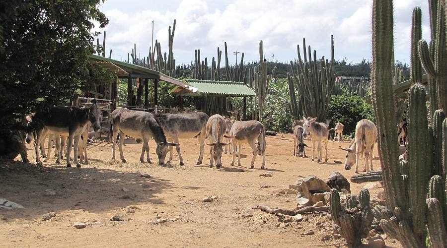 Donkey Sanctuary Aruba