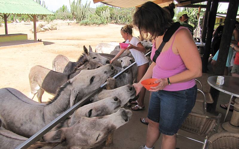 Linda Stokes feeding Donkeys