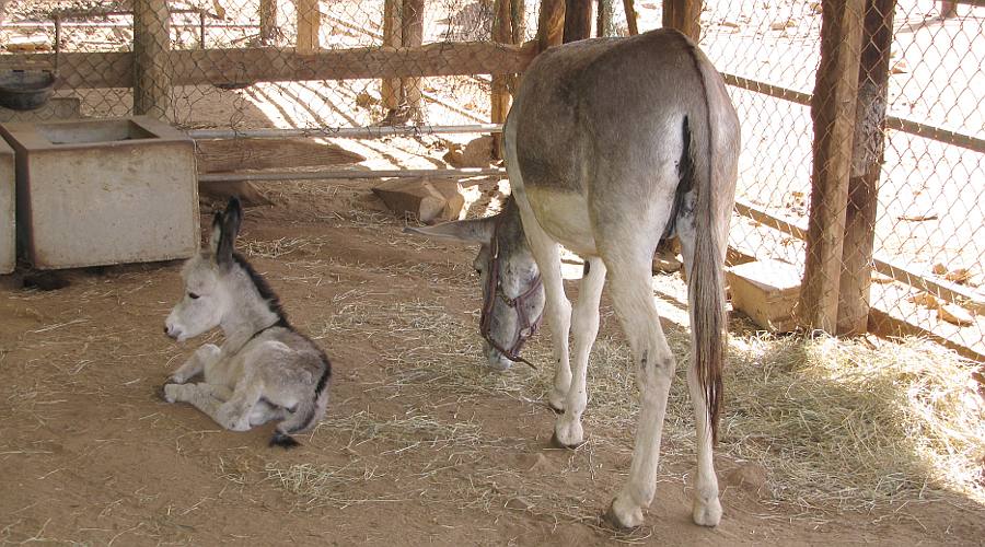 Foal at Donkey Sanctuary Aruba