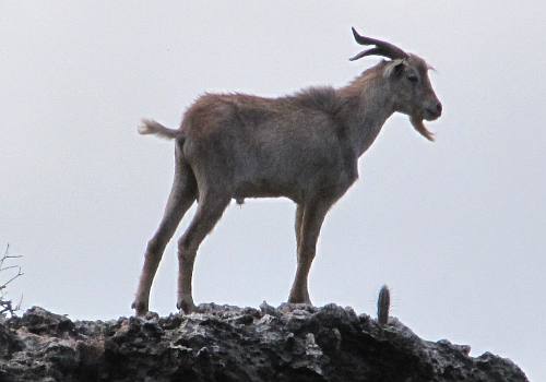 Auba Arikok National Park goat