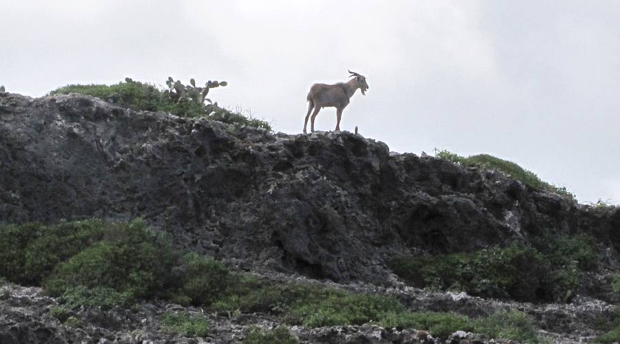 Goat - Arikok National Park