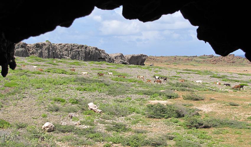 Goats at Guadirikiri Cave