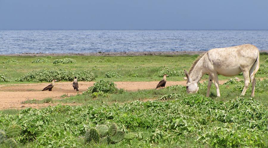 Crested Caracaras and donkey